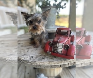 Yorkshire Terrier Puppy for sale in MADERA, CA, USA