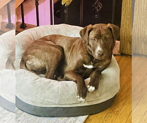 Labrador Retriever-Unknown Mix Dogs for adoption in Mount Laurel, NJ, USA