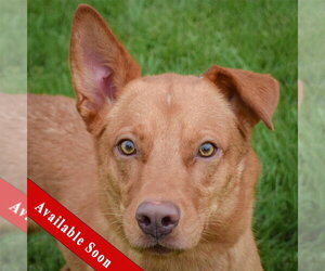 Golden Shepherd Dogs for adoption in Huntley, IL, USA