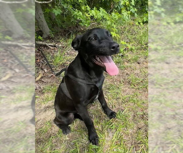 Medium Photo #2 Labrador Retriever-Unknown Mix Puppy For Sale in Tarrytown, GA, USA