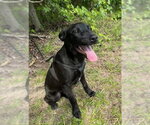 Small #1 Labrador Retriever Mix