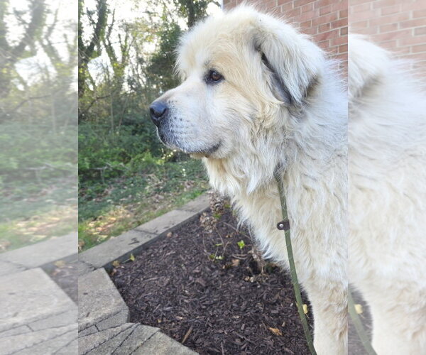 Medium Photo #4 Great Pyrenees Puppy For Sale in Thomasville, NC, USA