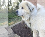 Small #3 Great Pyrenees