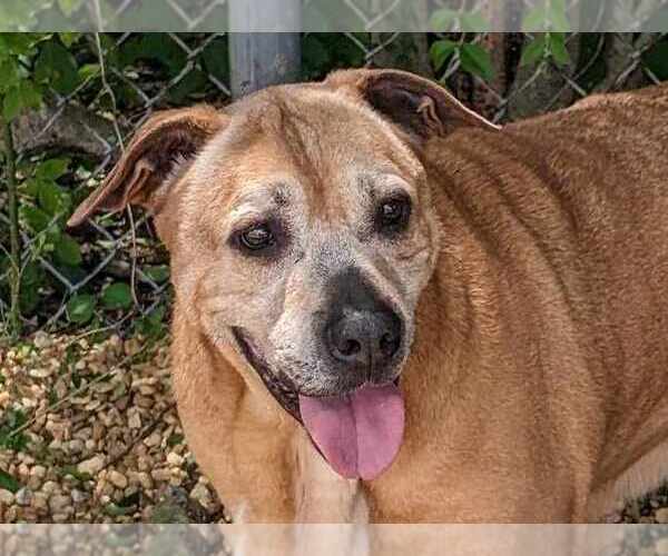 Medium Photo #1 Black Mouth Cur-Labrador Retriever Mix Puppy For Sale in Anniston, AL, USA