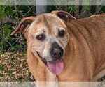 Small Black Mouth Cur-Labrador Retriever Mix