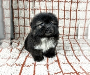 Shih Tzu Puppy for sale in FRANKLIN, IN, USA