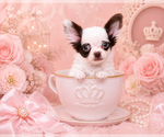 Small #17 Chihuahua