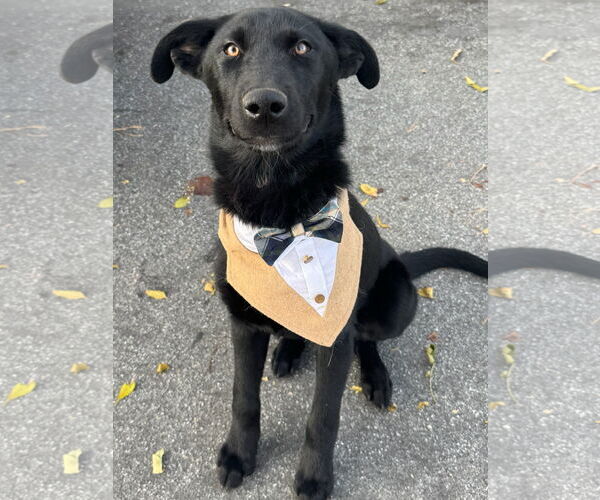 Medium Photo #1 Labrador Retriever-Unknown Mix Puppy For Sale in Newport Beach, CA, USA