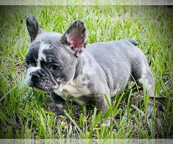 Medium Photo #2 French Bulldog Puppy For Sale in BAY CITY, TX, USA