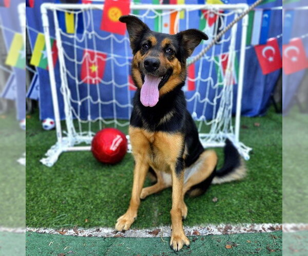 Medium Photo #2 German Shepherd Dog Puppy For Sale in Long Beach, CA, USA