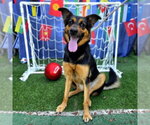 Small #1 German Shepherd Dog