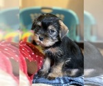 Puppy Obi Wan Kenobi Yorkshire Terrier