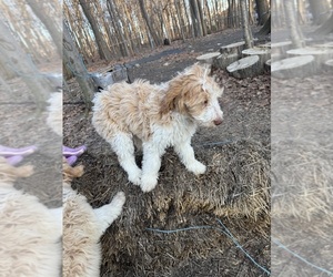 Medium Aussie-Poo-Goldendoodle Mix