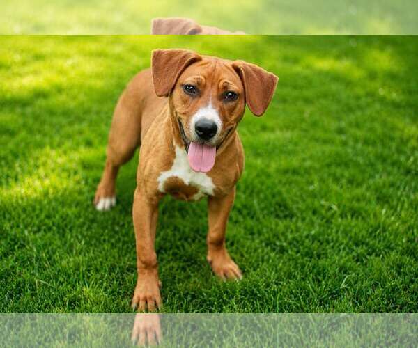 Medium Photo #1 Mutt Puppy For Sale in Yuba City, CA, USA