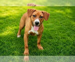 Mutt Dogs for adoption in Yuba City, CA, USA