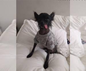 Chi-Chi-Chinese Crested Mix Puppy for sale in AURORA, CO, USA