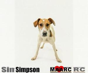 Unknown-Whippet Mix Dogs for adoption in Maryville, TN, USA