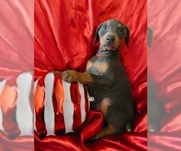 Medium Photo #1 Doberman Pinscher Puppy For Sale in YUCCA VALLEY, CA, USA