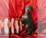 Puppy Royal Blue Doberman Pinscher