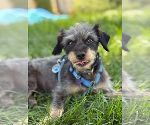 Crypto - Male Mutt Dog for Adoption - Photo #2