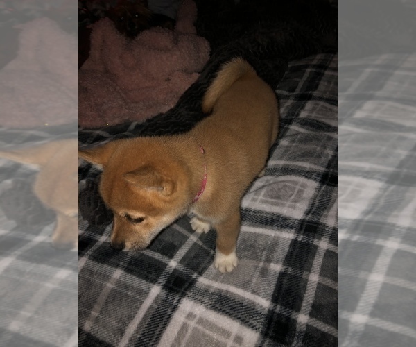 Medium Photo #2 Shiba Inu Puppy For Sale in NEW ULM, MN, USA