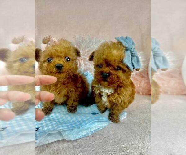 Medium Photo #13 French Bulldog Puppy For Sale in PEMBROKE PINES, FL, USA
