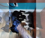 Small #4 Labrador Retriever Mix
