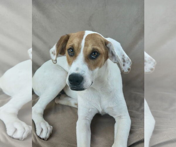 Medium Photo #1 Labrador Retriever-Unknown Mix Puppy For Sale in Rockaway, NJ, USA