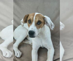 Labrador Retriever-Unknown Mix Dogs for adoption in Rockaway, NJ, USA