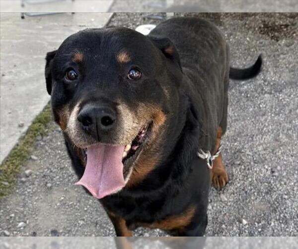 Medium Photo #1 Rottweiler Puppy For Sale in Tracy, CA, USA