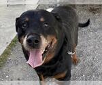 Small Rottweiler