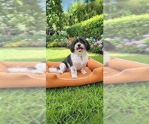 Milo - Male Shih Tzu Dog for Adoption - Photo #2