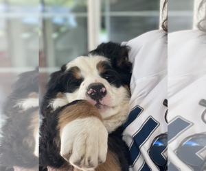 Bernese Mountain Dog Puppy for sale in LOGAN, UT, USA