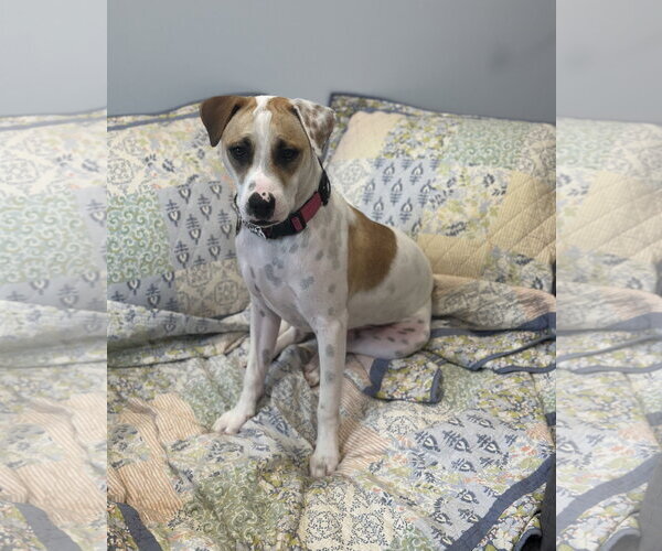 Medium Photo #1 Pointer-Staffordshire Bull Terrier Mix Puppy For Sale in Oakhurst, NJ, USA