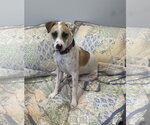 Apache - Little Trooper - Male Pointer-Staffordshire Bull Terrier Mix Dog for Adoption - Small photo