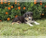 Small #1 Border Collie-Bordoodle Mix