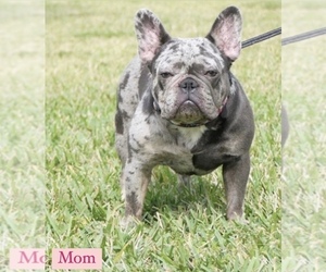 Mother of the French Bulldog puppies born on 03/05/2023