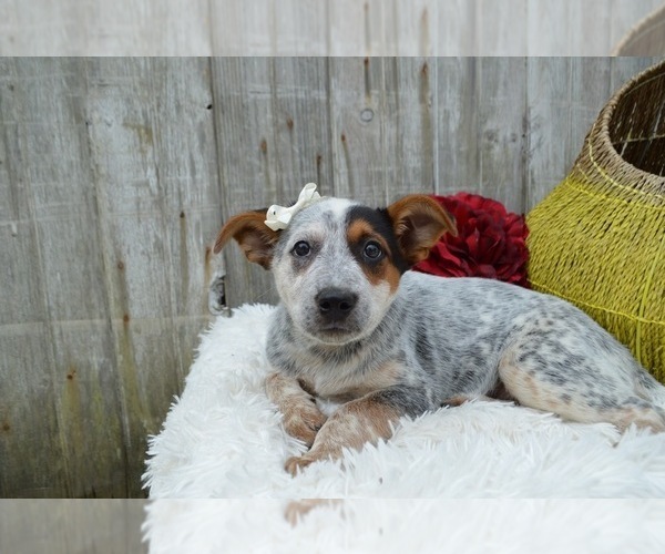 Medium Photo #4 Australian Cattle Dog Puppy For Sale in HONEY BROOK, PA, USA