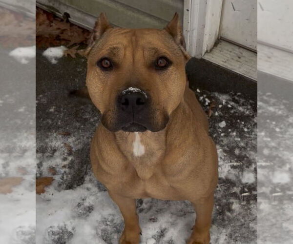 Medium Photo #1 American Pit Bull Terrier Puppy For Sale in Techny, IL, USA