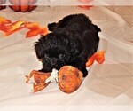 Small Photo #1 Poochon-Shih Tzu Mix Puppy For Sale in ABILENE, TX, USA