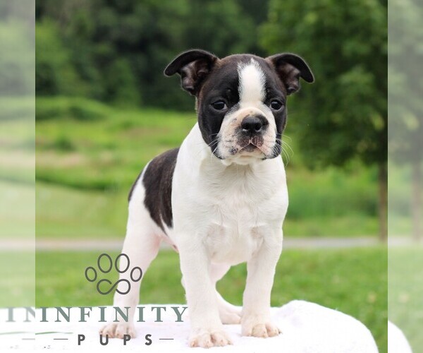 Medium Photo #5 Boston Terrier Puppy For Sale in MANHEIM, PA, USA