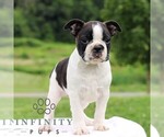Small #4 Boston Terrier