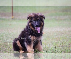 German Shepherd Dog Puppy for sale in MORRILTON, AR, USA