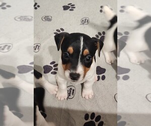 Jack Russell Terrier Puppy for sale in JASPER, FL, USA