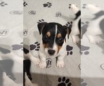 Male 1 - Male Jack Russell Terrier Puppy for Sale - Small photo