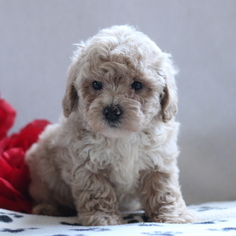 Maltipoo Puppy for sale in GAP, PA, USA