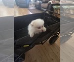 Puppy Puppy 4 Pomeranian