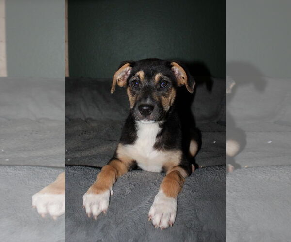 Medium Photo #2  Puppy For Sale in , 