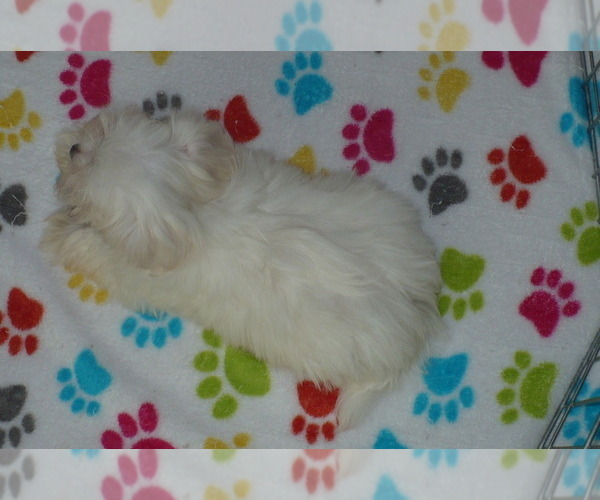 Medium Photo #2 Maltese Puppy For Sale in ORO VALLEY, AZ, USA