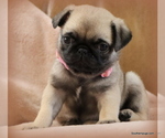 Small Photo #14 Pug Puppy For Sale in WINNSBORO, TX, USA